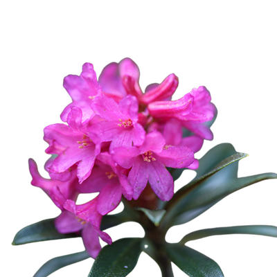 Alpine Rose Active